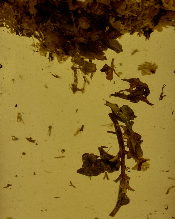 A Naturopathic Lens For Preparing The Body For Winter.