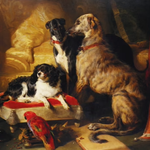 Herbal Care Kit for Dogs - Herb Remedy