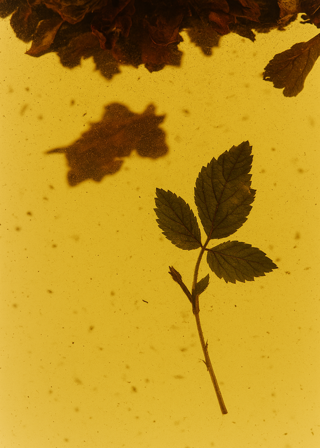 Raspberry Leaf Tea - Herb Remedy