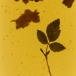 Raspberry Leaf Tea - Herb Remedy