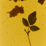 Raspberry Leaf Tea - Herb Remedy